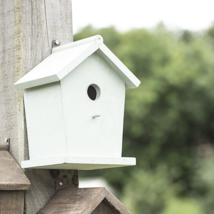 Slots Décoration  Maison d'oiseau avec trou de toit incliné Ø:3 cm